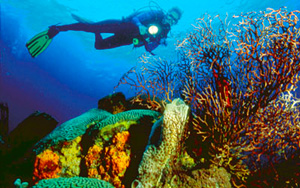 Diver and Coral Reef